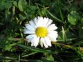 Bellis perennis, tratinčica