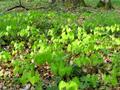 Epimedium alpinum, lipica