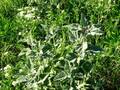 Mentha arvensis, poljska nana, metvica