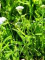Achillea millefolium, stolisnik
