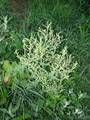 Lactuca sp., salata