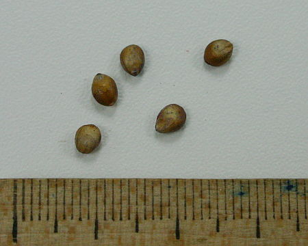Sorghum bicolor, sirak za zrno