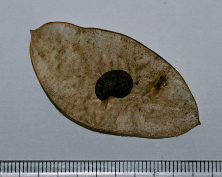 Lunaria annua