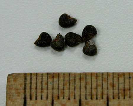 Abutilon theophrasti, abutilon