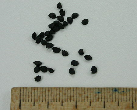 Allium cepa, luk