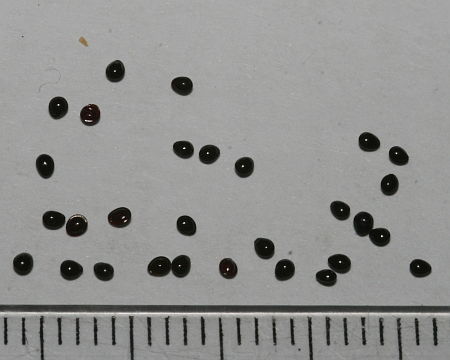 Amaranthus retroflexus, štir