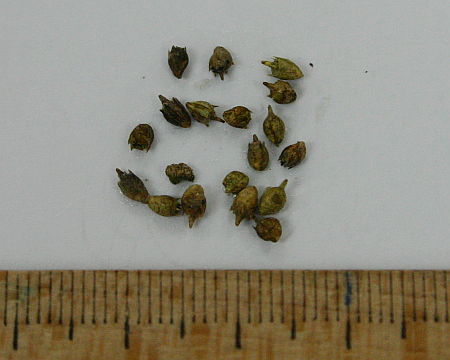 Ambrosia artemisiifolia, ambrozija, limundžik