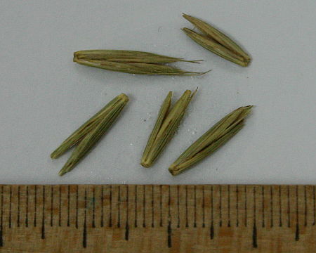 Apera spica-venti, slakoperka
