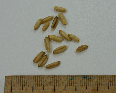 Avena sativa, zob bez pljevica