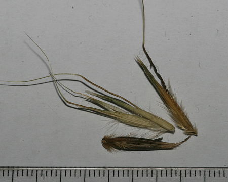 Avena fatua, štura zob