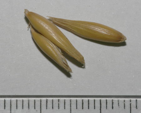 Avena sativa, zob