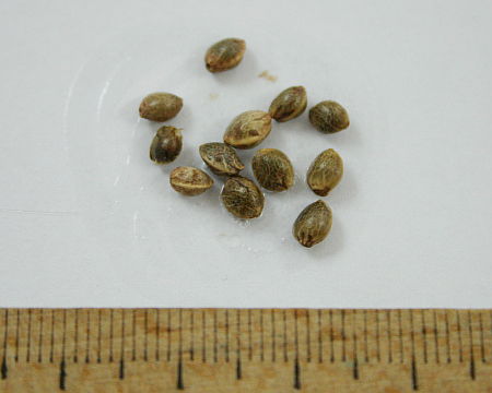 Cannabis sativa, konoplja
