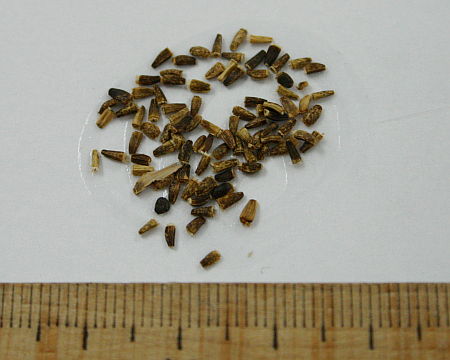 Cichorium intybus, cikorija