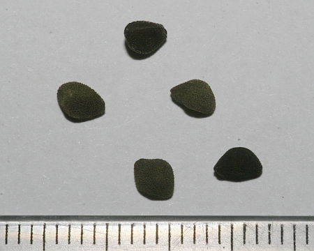 Convolvulus arvensis, slak