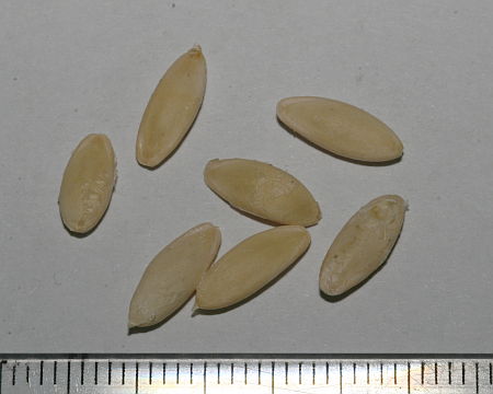 Cucumis sativus, krastavac