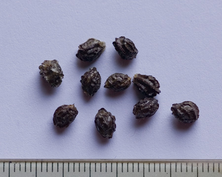 Carica papaya