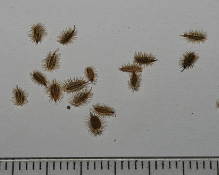 Daucus carota, divlja mrkva