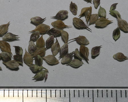 Echinochloa crus-galli, koštan