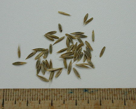 Festuca arundinacea, vlasulja trstolika