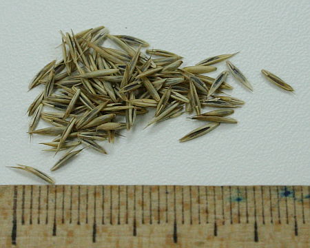 Festuca rubra, vlasulja nacrvena