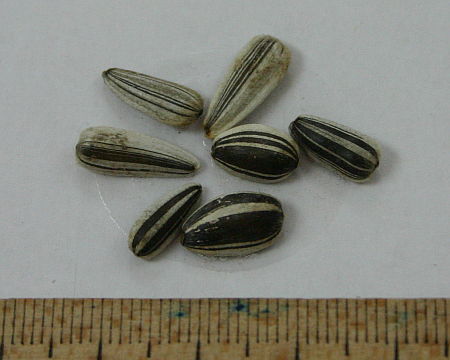 Helianthus annuus, stočni suncokret