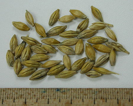 Hordeum sativum, ječam