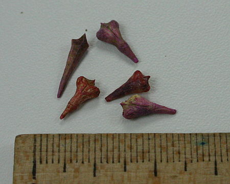 Myagrum perfoliatum
