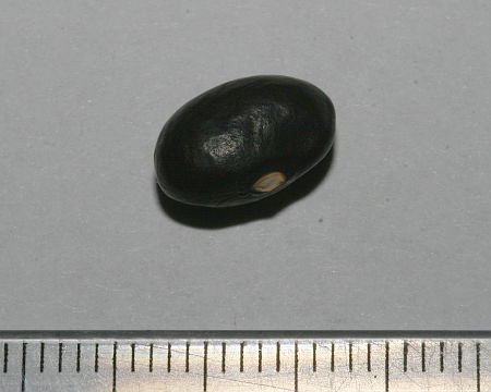 Phaseolus vulgaris, grah