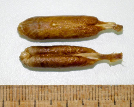 Phoenix dactilyfera, datulja