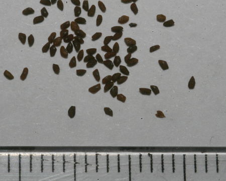 Plantago major, trputac