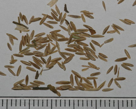 Poa pratense
