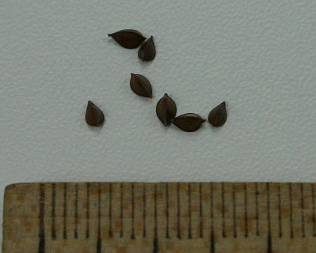 Rumex sp., kiselica