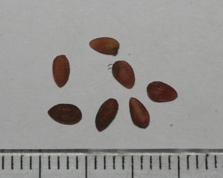 Sambucus nigra, bazga