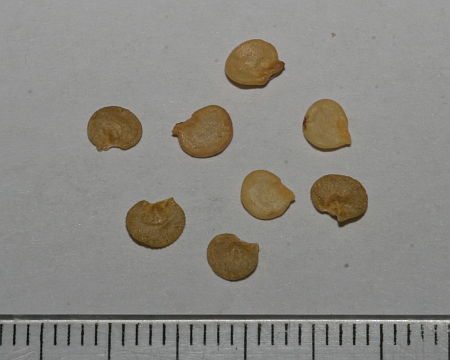 Solanum melongena, patlidžan