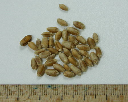 Triticum vulgare, pšenica