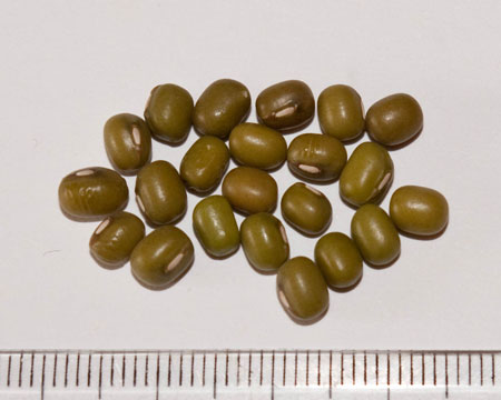 Vigna radiata, mungo grah
