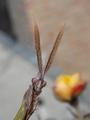 Empusa pennata