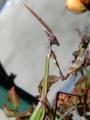 Empusa pennata