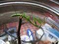 Mantis religiosa, bogomoljka