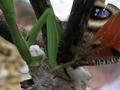 Mantis religiosa, bogomoljka