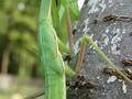 Mantis religiosa, bogomoljka
