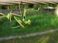Mantis religiosa, bogomoljka