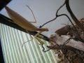 Mantis religiosa, bogomoljka