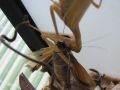 Mantis religiosa, bogomoljka