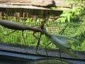 Mantis religiosa, bogomoljka