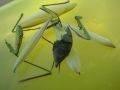 Mantis religiosa, bogomoljka