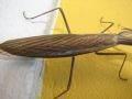 Mantis religiosa, bogomoljka