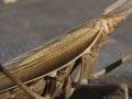 Mantis religiosa, bogomoljka