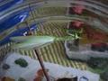 Mantis religiosa, bogomoljka