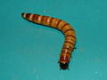 Zophobas morio, fobas